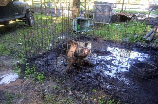 Flagler Estates, Florida Two Flagler Estate Residents Face 39 Counts of Animal Cruelty Each