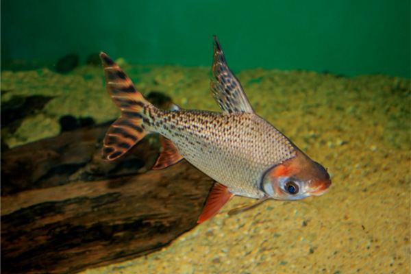 Flagtail Redfin Flagtail Prochilodus Miscellaneous Tropicals Fish