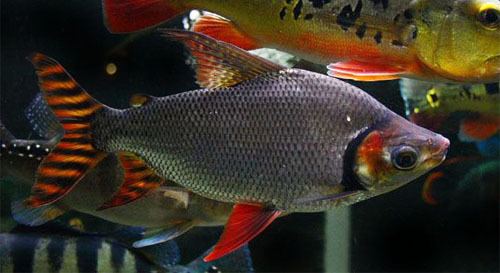 Flagtail Perth Cichlid Society Forums