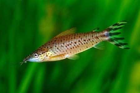 Flagtail catfish Dianema urostriatum Flagtail Catfish Seriously Fish