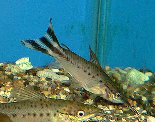 Flagtail catfish Flagtail catfish Dianema urostriatum Fish Tanks and Ponds