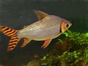 Flagtail Flagtail Semaprochilodus Insignis Tropical Fish Site