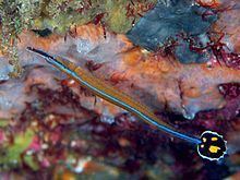 Flagtail pipefish httpsuploadwikimediaorgwikipediacommonsthu