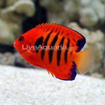 Flame angelfish Saltwater Aquarium Fish for Marine Aquariums Flame Angelfish