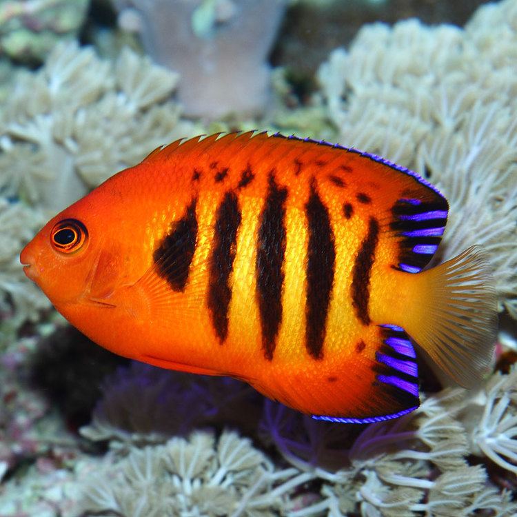 Flame angelfish Flame Angelfish Centropyge loriculus for Sale Online PetSolutions