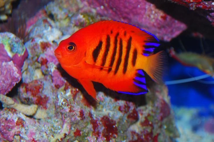 Flame angelfish Hawaiian Flame Angelfish Reef Central Online Community