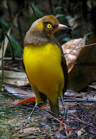 Flame bowerbird Surfbirds Online Photo Gallery Search Results