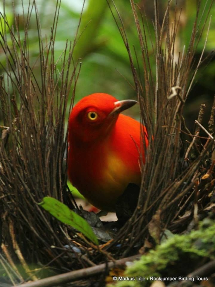 Flame bowerbird 1000 images about Bowerbird on Pinterest Google Rainforests and