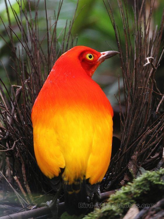 Flame bowerbird Pinterest The world39s catalog of ideas