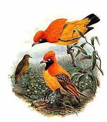 Flame bowerbird httpsuploadwikimediaorgwikipediacommonsthu