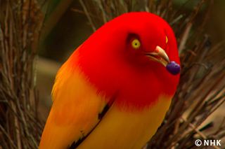 Flame bowerbird 1000 images about Bowerbirds amp Catbirds on Pinterest