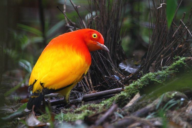 Flame bowerbird Pinterest The world39s catalog of ideas