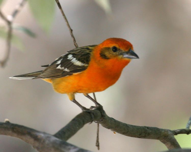 Flame-colored tanager Flamecolored Tanager Birdspix