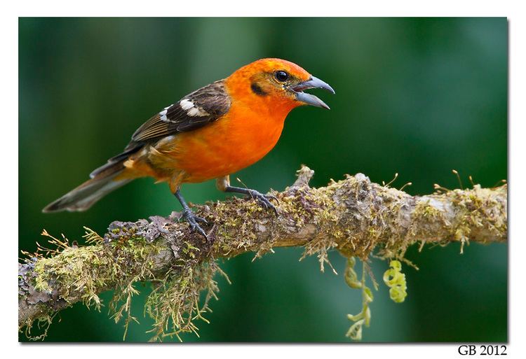Flame-colored tanager FLAMECOLORED
