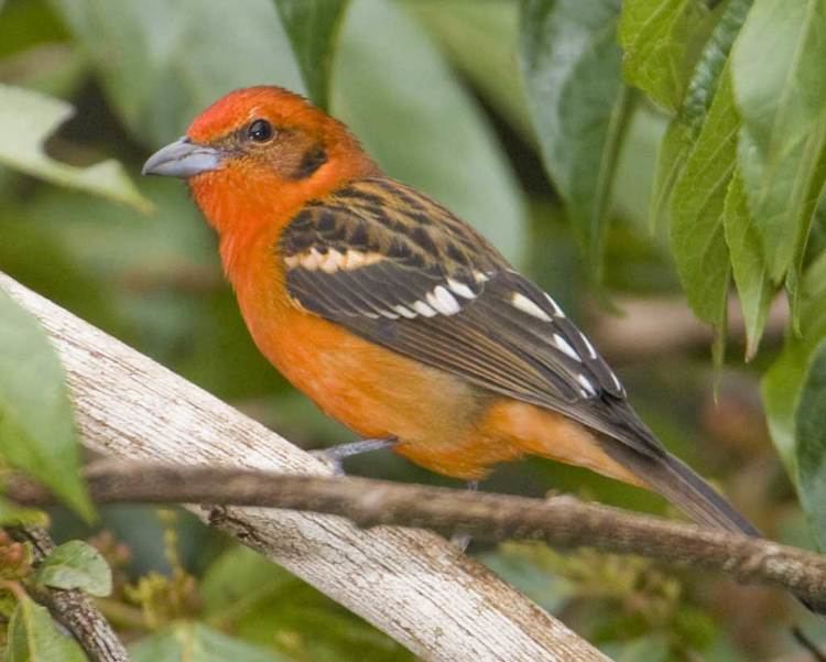 Flame-colored tanager Flamecolored Tanager Audubon Field Guide