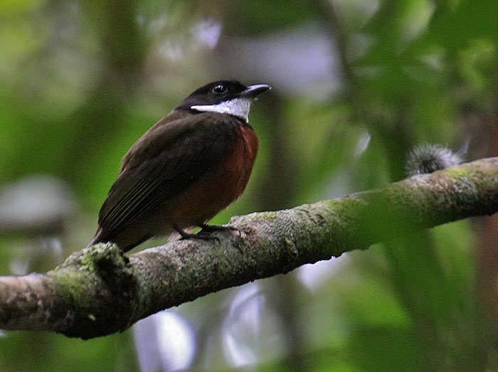 Flame-crested manakin wwwmartinreidcomMisc20websiteImage20filesBR