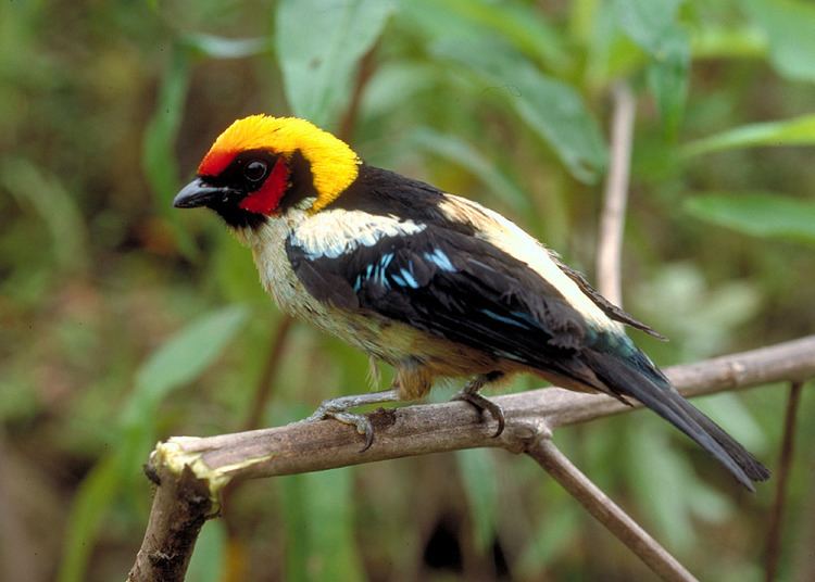 Flame-faced tanager faced Tanager