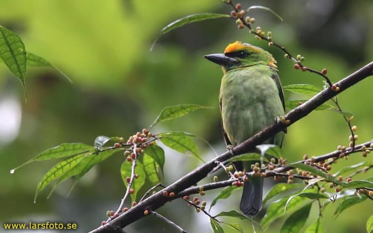 Flame-fronted barbet Flamefronted Barbet Psilopogon armillaris videos photos and