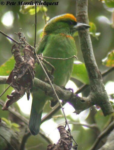 Flame-fronted barbet Flamefronted Barbet Psilopogon armillaris videos photos and