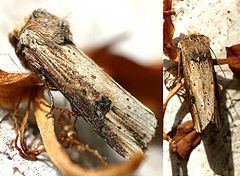 Flame (moth) httpsuploadwikimediaorgwikipediacommonsthu