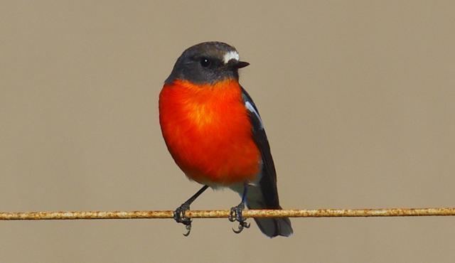 Flame robin Flame Robin Biodiversity of the Western Volcanic Plains