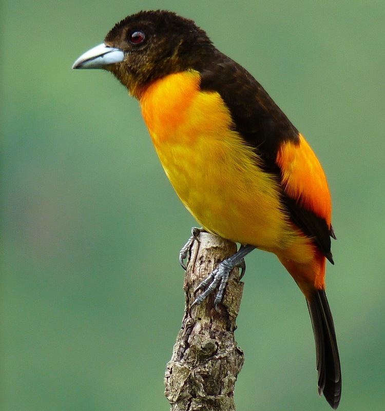Flame-rumped tanager Flamerumped tanager Wikipedia