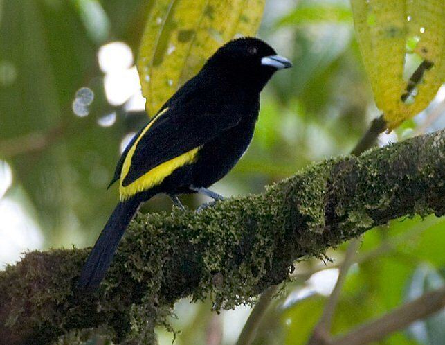 Flame-rumped tanager Mangoverde World Bird Guide Photo Page Flamerumped Tanager