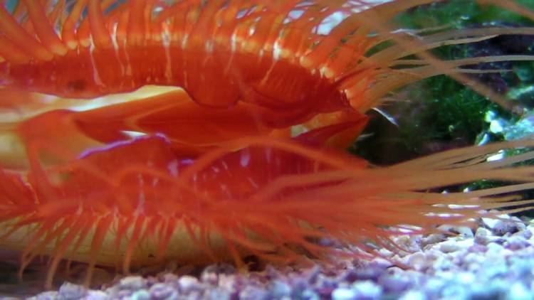 Flame scallop Electric Flame Scallop YouTube