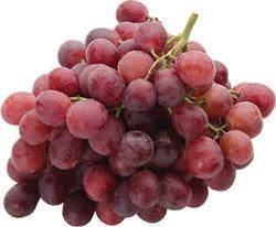 Flame Seedless Flame Seedless Grapes Suppliers Manufacturers amp Traders in India