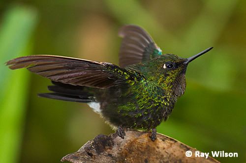 Flame-throated sunangel Ray Wilson39s Bird amp Wildlife Photography Home Page amp Recent Updates