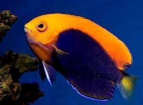 Flameback angelfish African Flameback Dwarf Angelfish Centropyge acanthops Care from