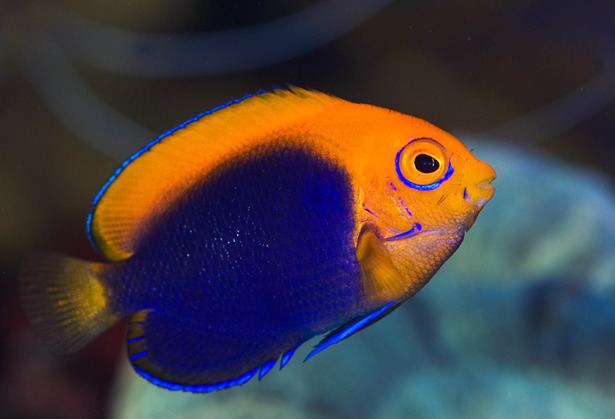 Flameback angelfish African Flameback Angelfish successfully captive bred by Reef