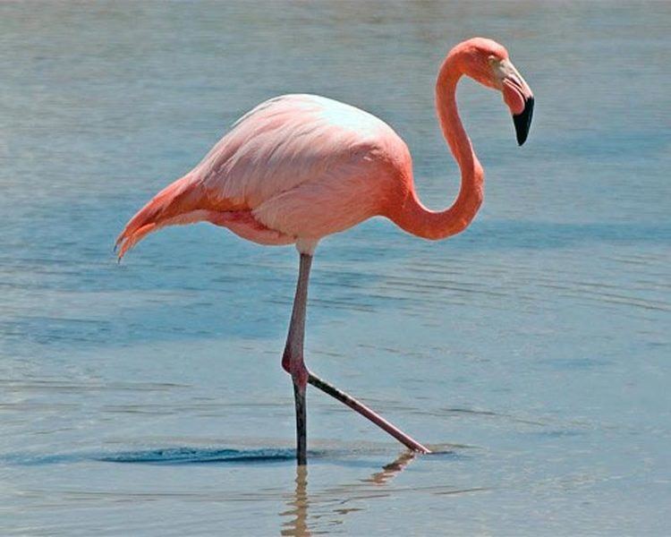 Flamingo Flamingo Dream Meaning and Interpretations Dream Stop