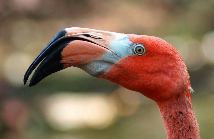 Flamingo Greater Flamingos Greater Flamingo Pictures Greater Flamingo Facts