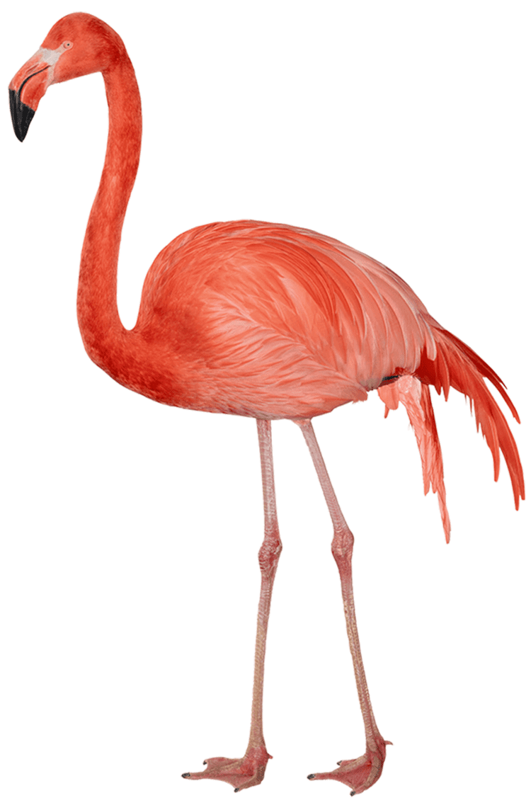Flamingo Flamingo PNG Transparent Images PNG All