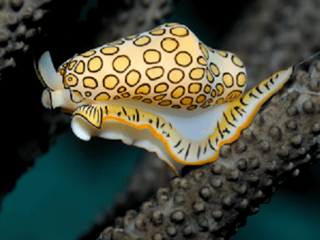 Flamingo tongue snail Flamingo Tongue Snail l Small sea snail Our Breathing Planet