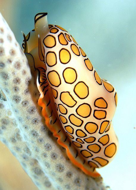 Flamingo tongue snail Flamingo Tongue Snail Common on many Caribbean and Atlantic coral
