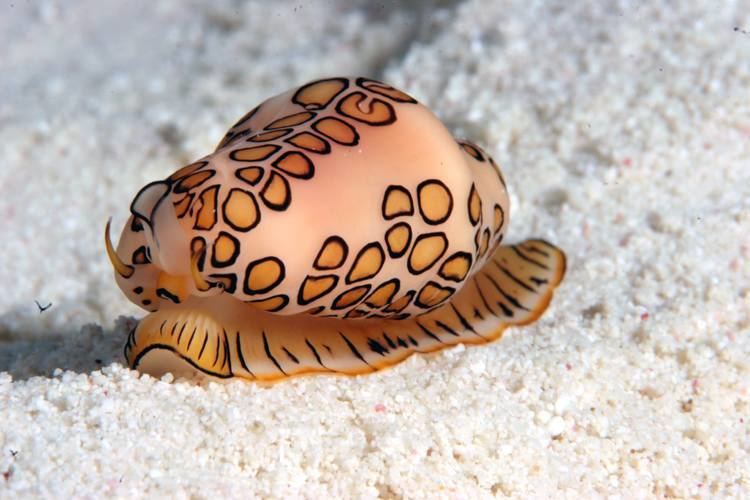 Flamingo tongue snail Flamingo tongue snail Macro Pinterest Coral Flamingos and Snails