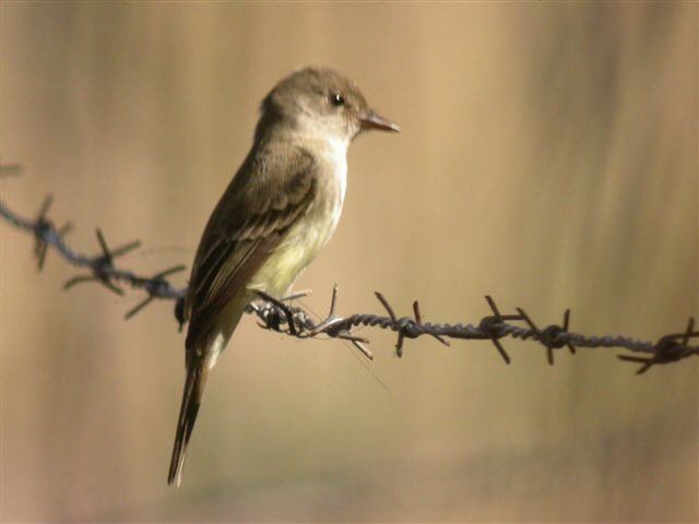 Flammulated flycatcher Mangoverde World Bird Guide Photo Page Flammulated Flycatcher