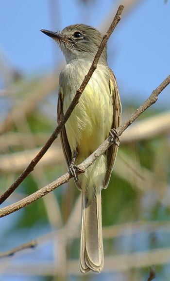 Flammulated flycatcher Surfbirds Online Photo Gallery Search Results