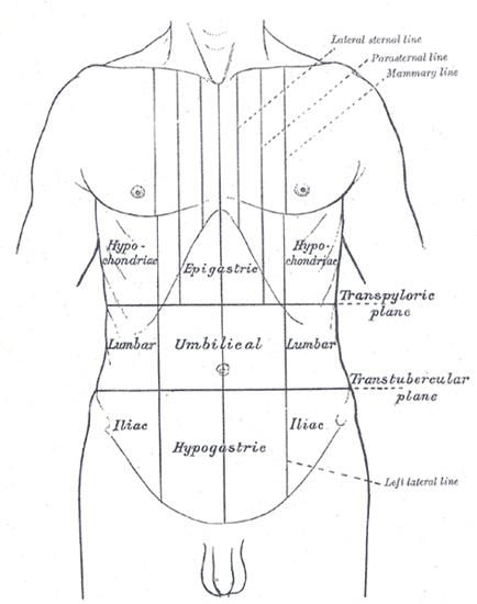 Flank (anatomy)