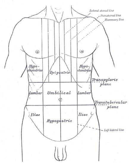 Flank anatomy Alchetron The Free Social Encyclopedia Flank anatomy Alchetron The Free Social Encyclopedia