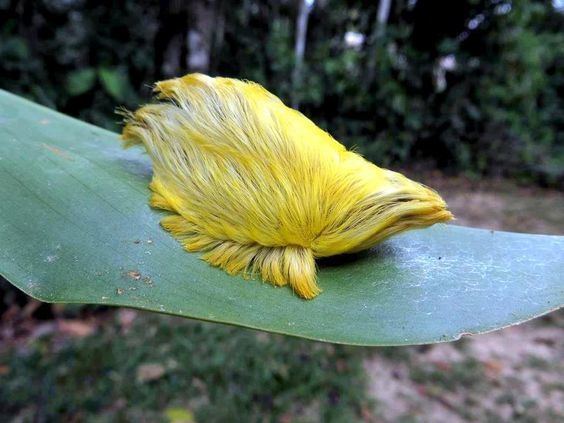 Flannel moth The fluffy caterpillars of the family Megalopygidae This particular