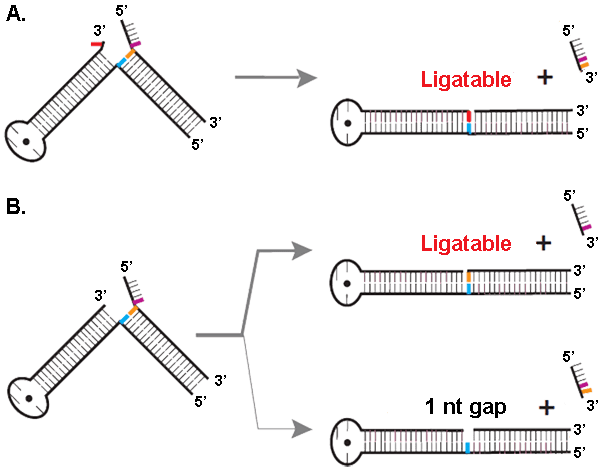 Flap structure-specific endonuclease 1 atlasgeneticsoncologyorgGenesImagesFEN1Fig4png