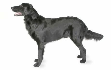 Flat-Coated Retriever FlatCoated Retriever Dog Breed Information Pictures