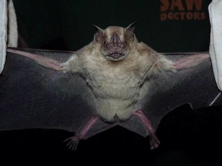 Flat-faced fruit-eating bat wwwfaunaparaguaycomArtibeus20planirostris20ve