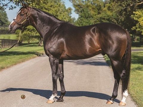 Flat Out (horse) Flat Out Stallion Register Online