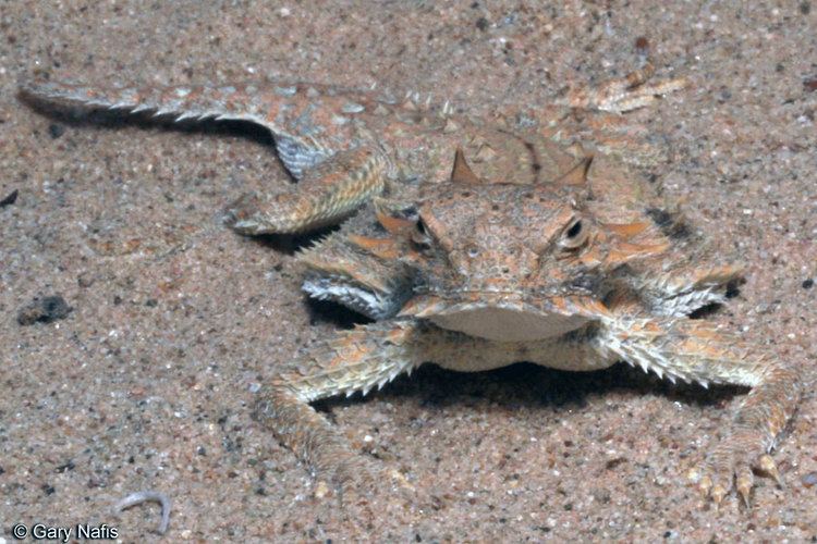 Flat-tail horned lizard Flattail Horned Lizard Phrynosoma mcallii