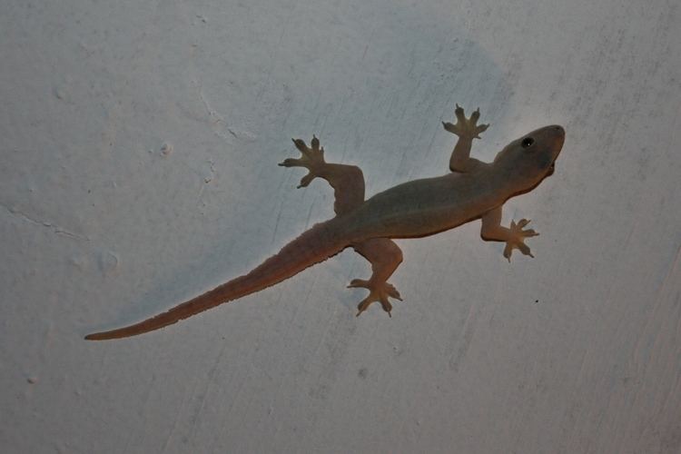 Flat-tailed house gecko FileFlattailed House Gecko Cosymbotus platyurus5jpg Wikimedia