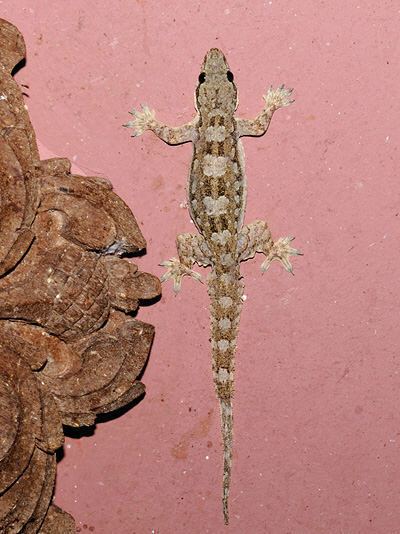 Flat-tailed house gecko Flattailed Gecko Hemidactylus platyurus